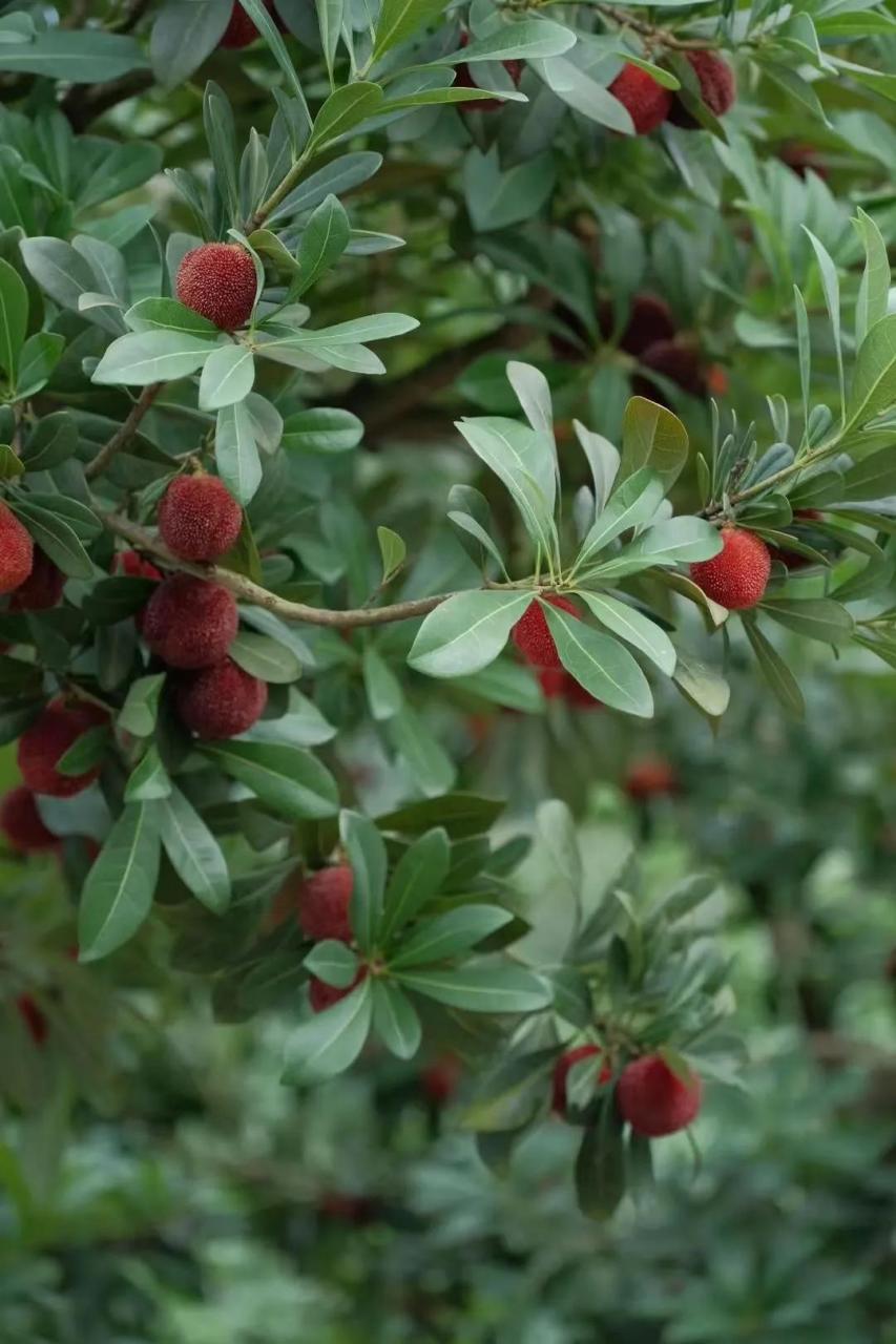 仙居杨梅,应该是上天馈赠仙居的仙果吧!又到了摘野杨梅