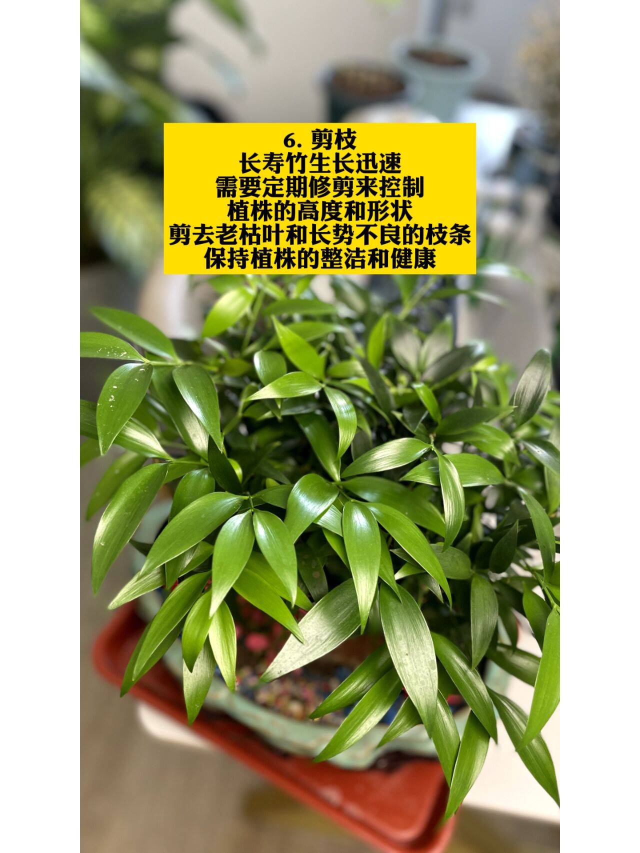 长寿竹的养护小知识 长寿竹的养护小知识020202020202