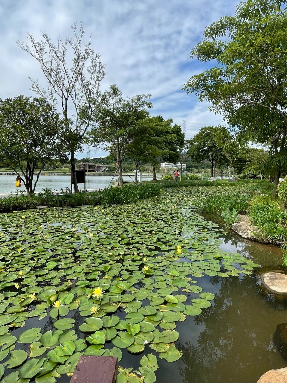 深圳燕罗湿地公园图片