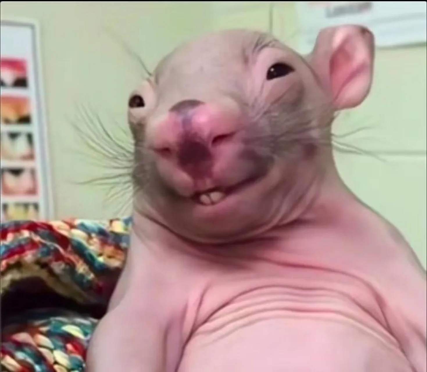 家里的老鼠成精了怎么办?