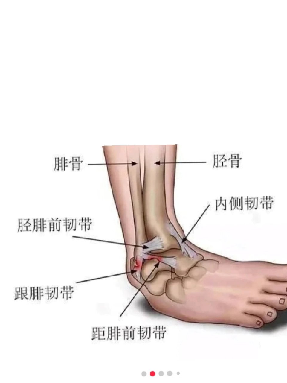 脚踝韧带的位置图图片