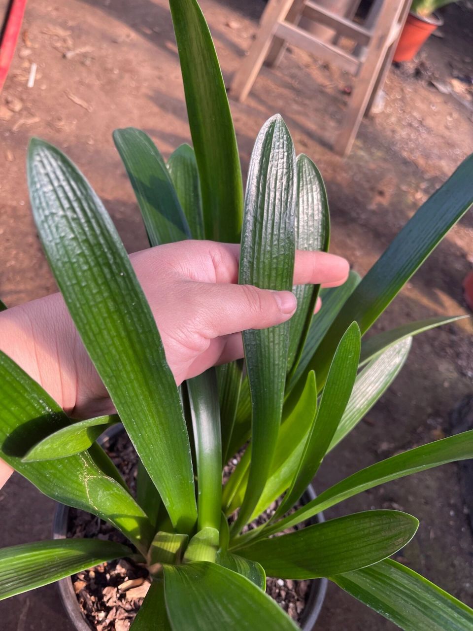 君子兰的群生兰 今天找到一颗不一样的君子兰,"群兰"群兰是整株同根同