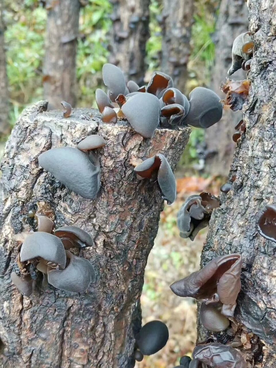 椴树秋木耳,如何鉴别木耳的好坏 椴树木耳生长于椴, 榕, 槐等120多种