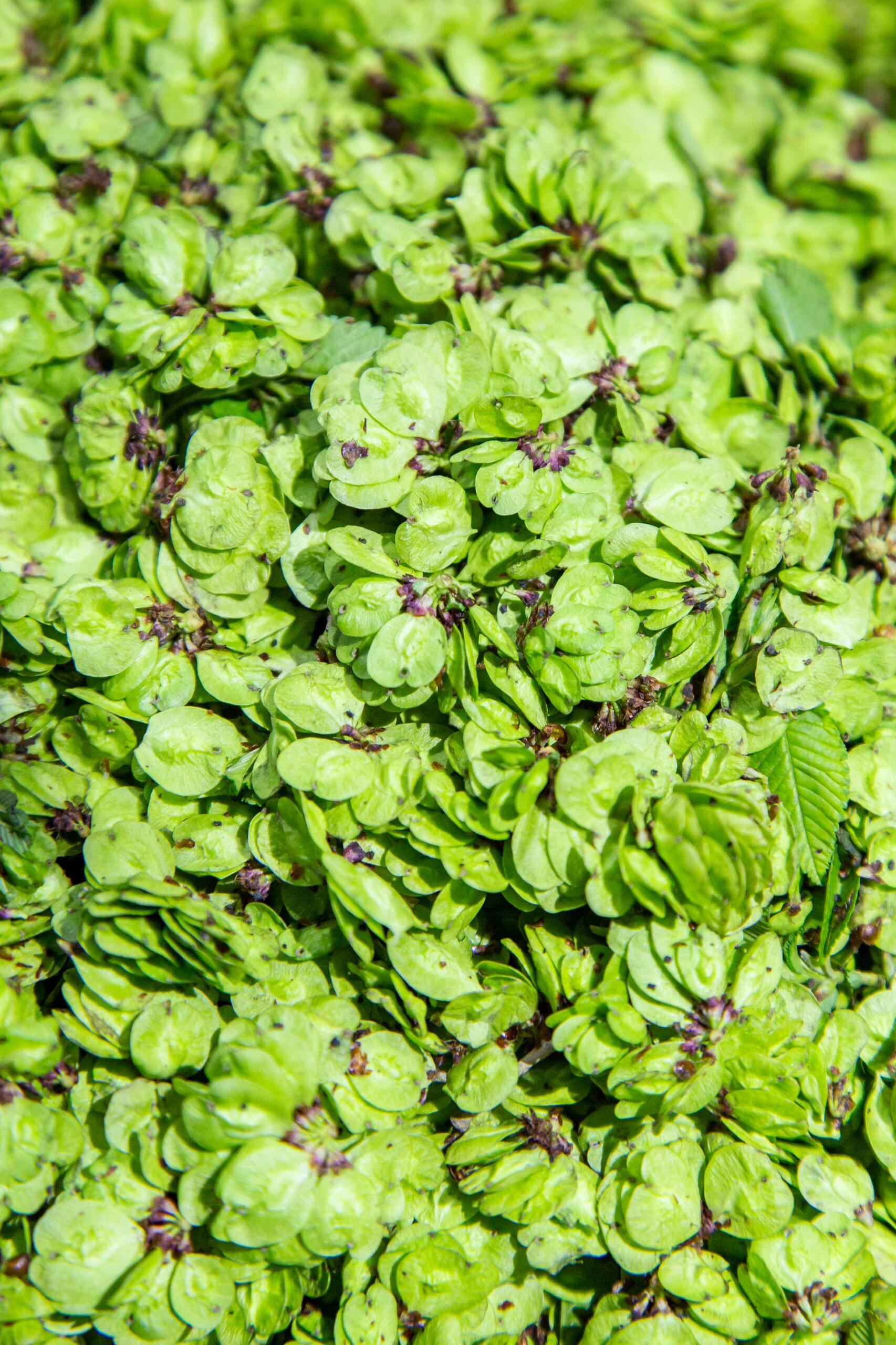 交出你们的野菜吃法😋 春天来了,不爱挖野菜,但爱吃野菜 香椿可以炒