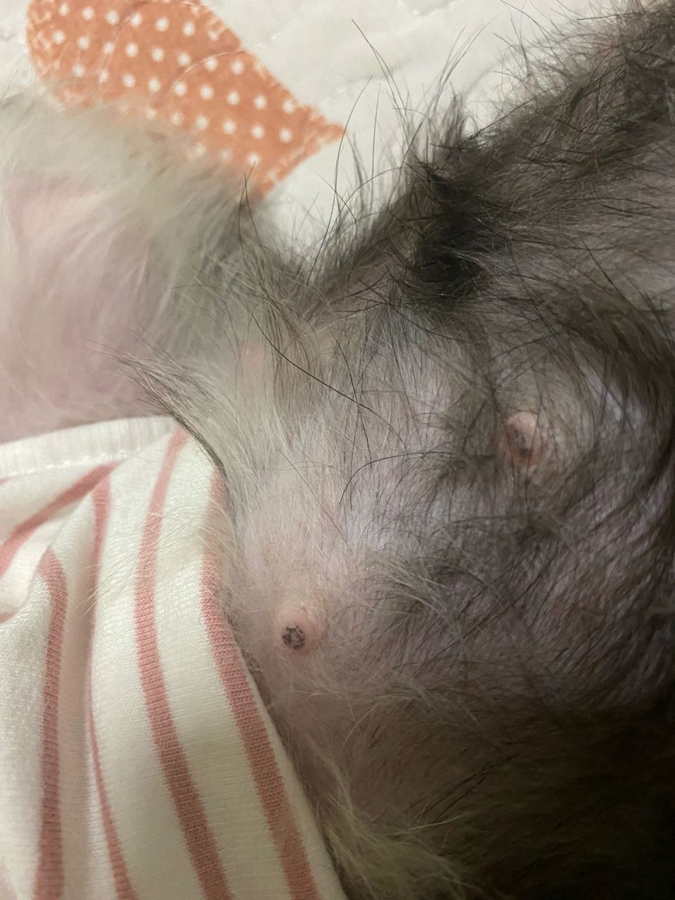 我家狗子第一次来月经,到今天已经14天了,乳头从经前就有慢慢变大的