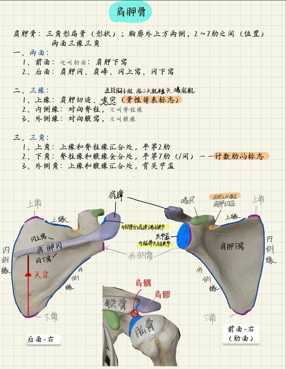 肩胛骨 | 解剖学 肩峰——肩胛冈向外侧延伸的扁平隆起,称肩峰 喙突