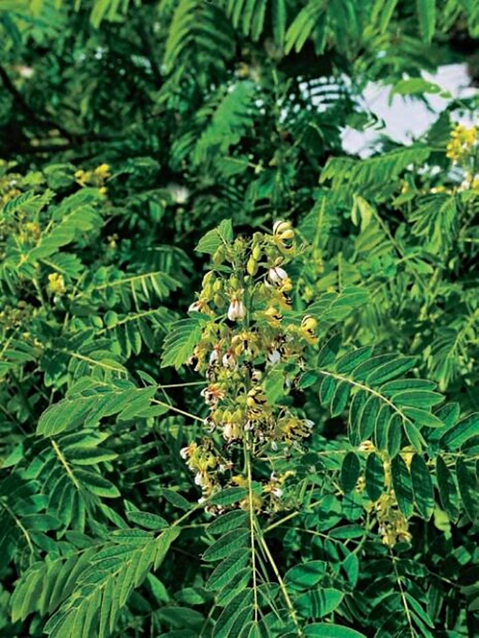 狭叶番泻树 狭叶番泻树 让你感到被爱 作用:吸引爱情,为你的生活增添