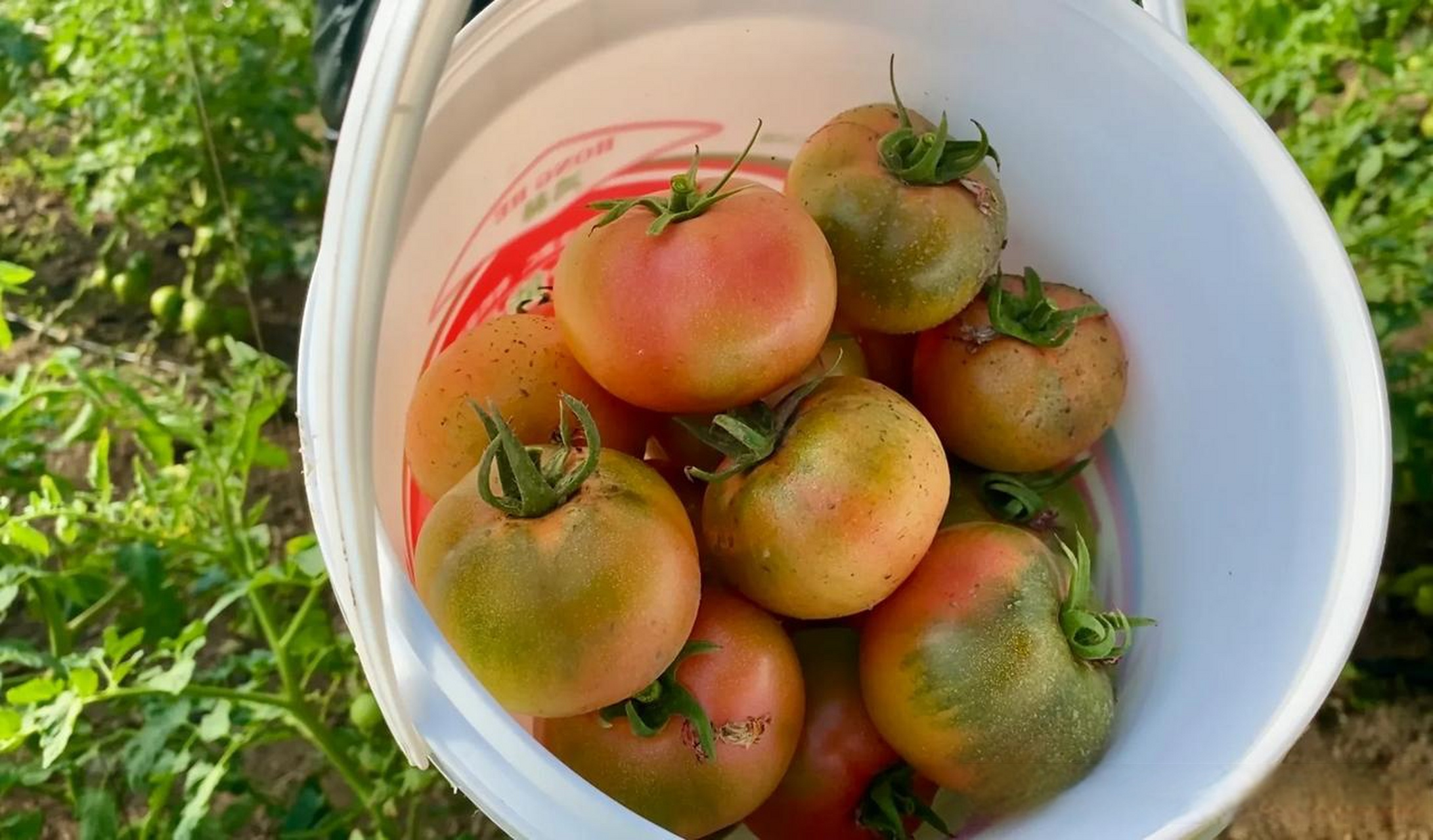 这种水果西红柿-学名纪香嘎啦果,真是西红柿味儿十足,尤其是头茬柿子