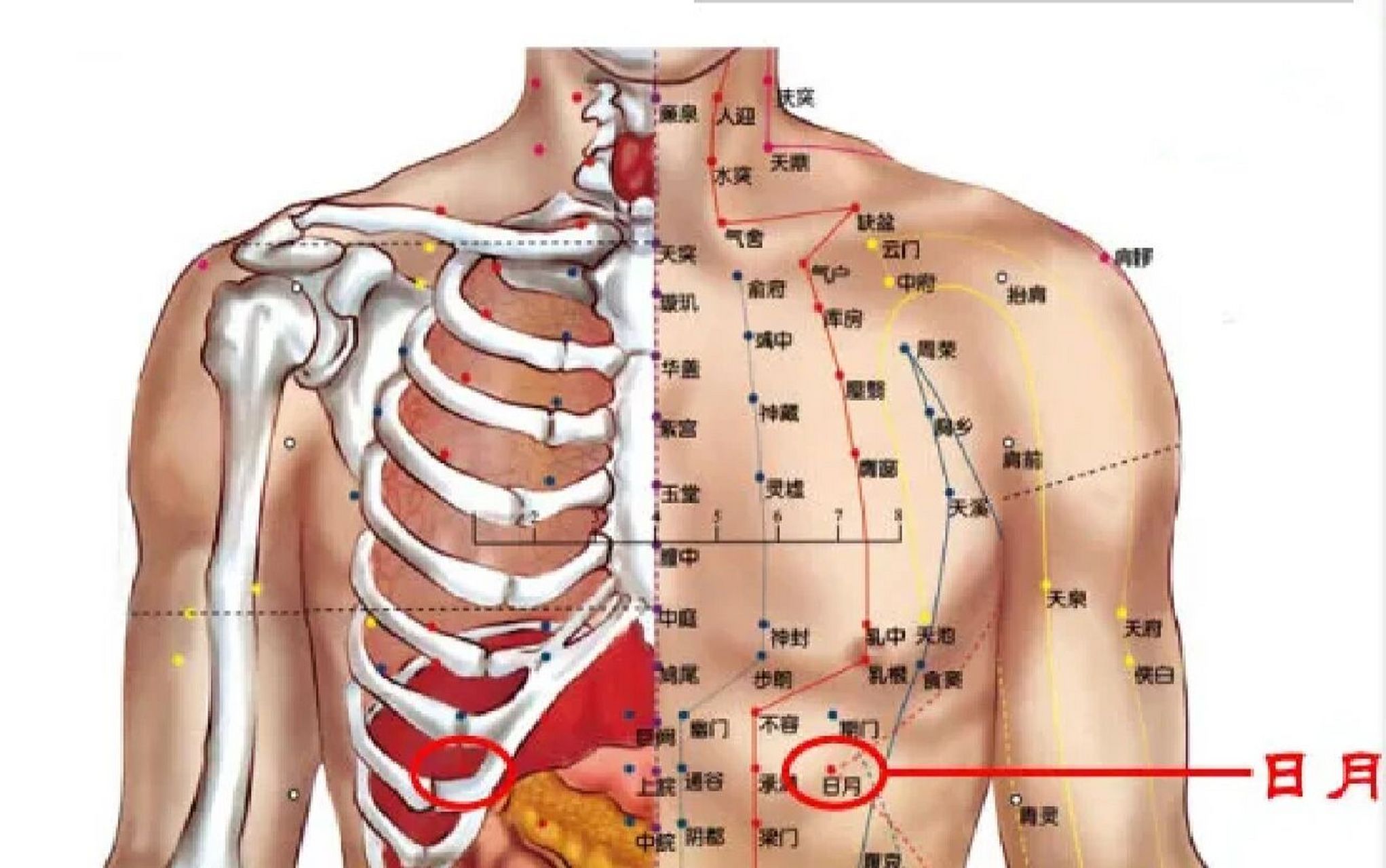 定位:日月穴位于人体的上腹部,从乳tou直下,第7肋间隙,前正中线旁开4