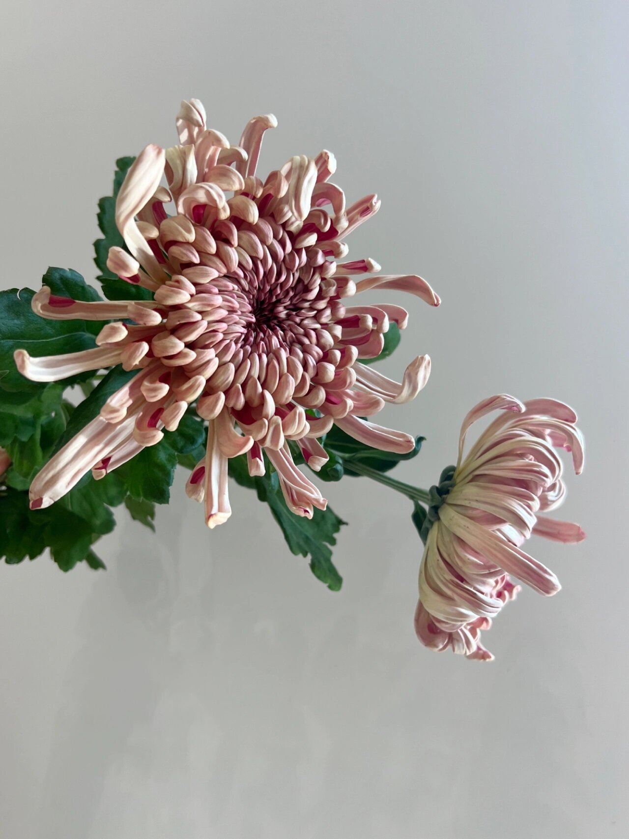 日本烟花菊|文人墨客笔下神韵十足的菊花 这是我非常喜欢的造型 把