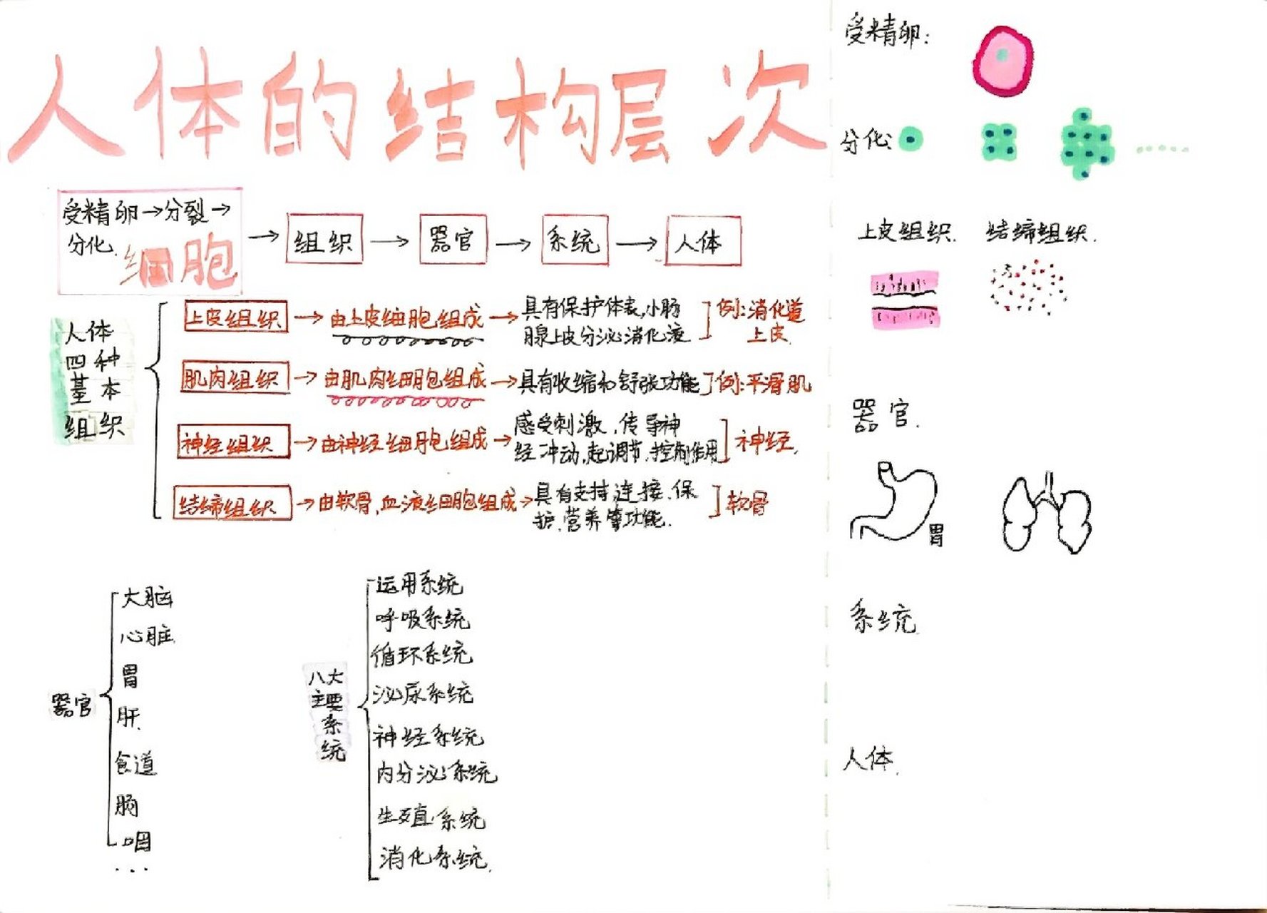 初中七年级上册生物人体的结构层次图 不喜勿喷,谢谢!