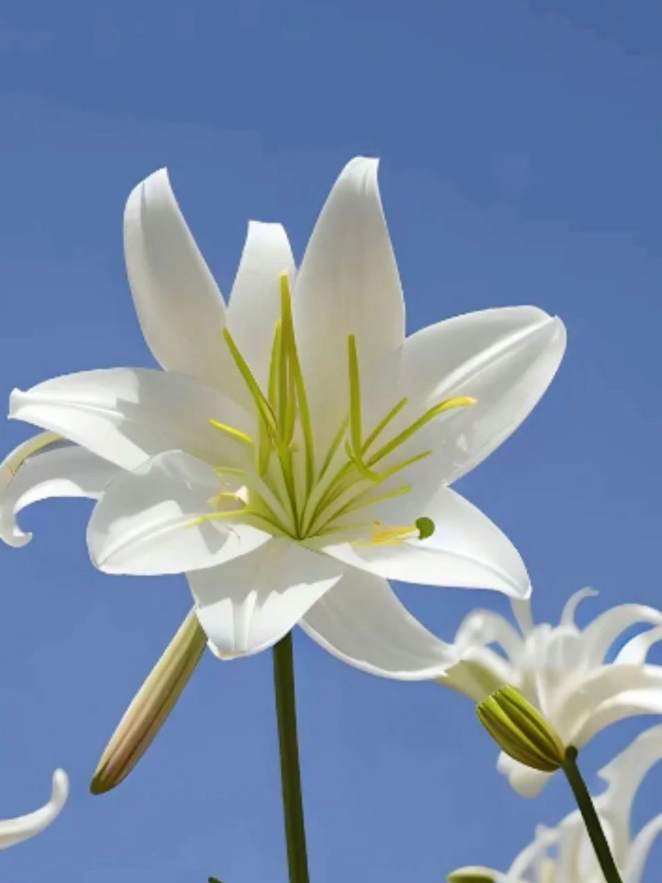 百合花图片 大家好,今天我想和大家分享一些清新雅致的百合花图片