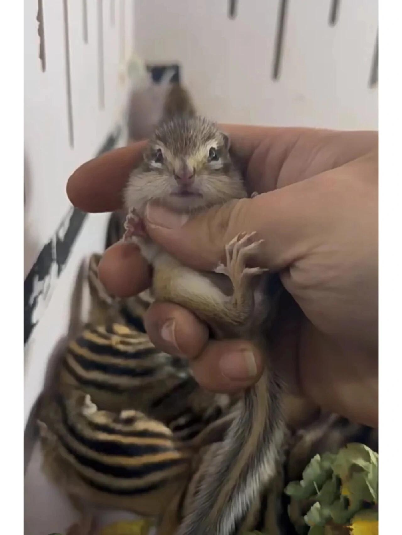 金花松鼠幼崽养育攻略①