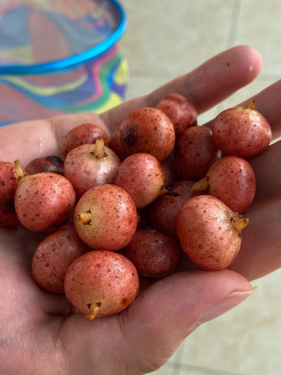 四川人不能错过的夏季野果 这辈子一定要吃的一种野果一定是野地瓜!