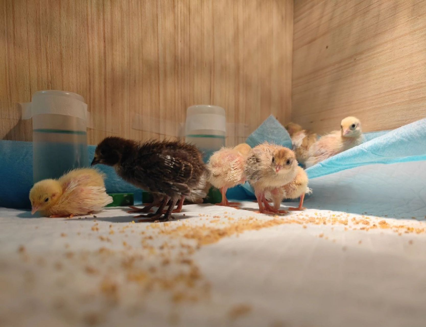 脱温(小鸡要二十天左右才能达到正常体温) 991～3天:37～38度  50w