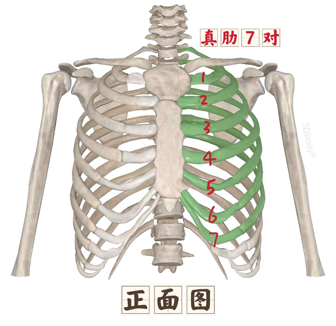 胸腔骨头凸起图片图片