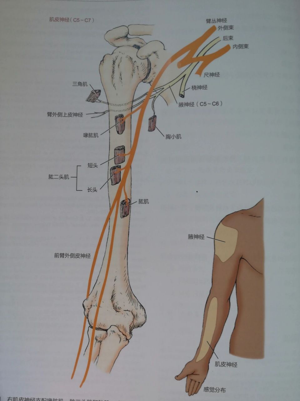 尺神经 2.正中神经 3.桡神经 4.肌皮神经