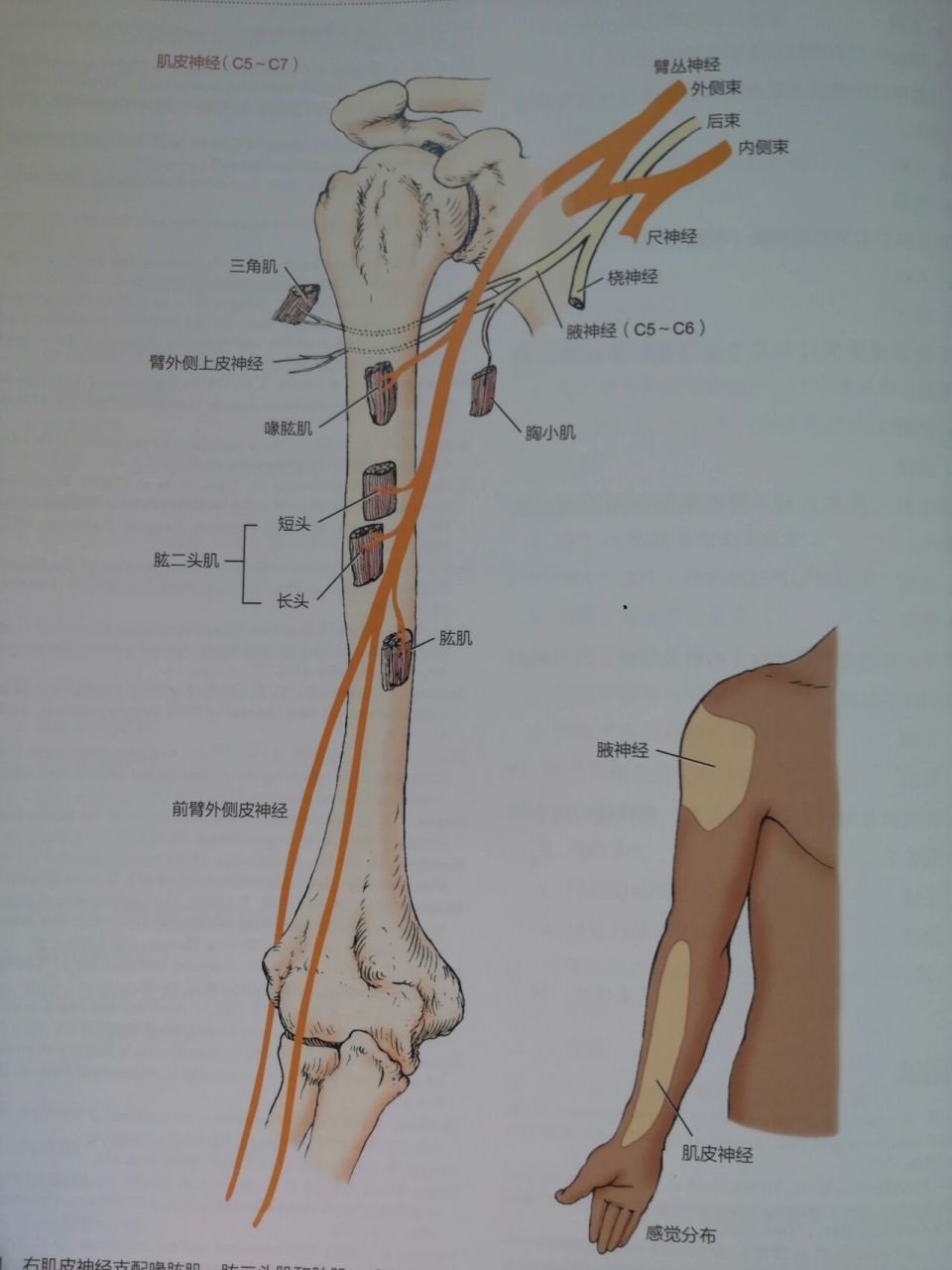 手臂神经分布图6条图片