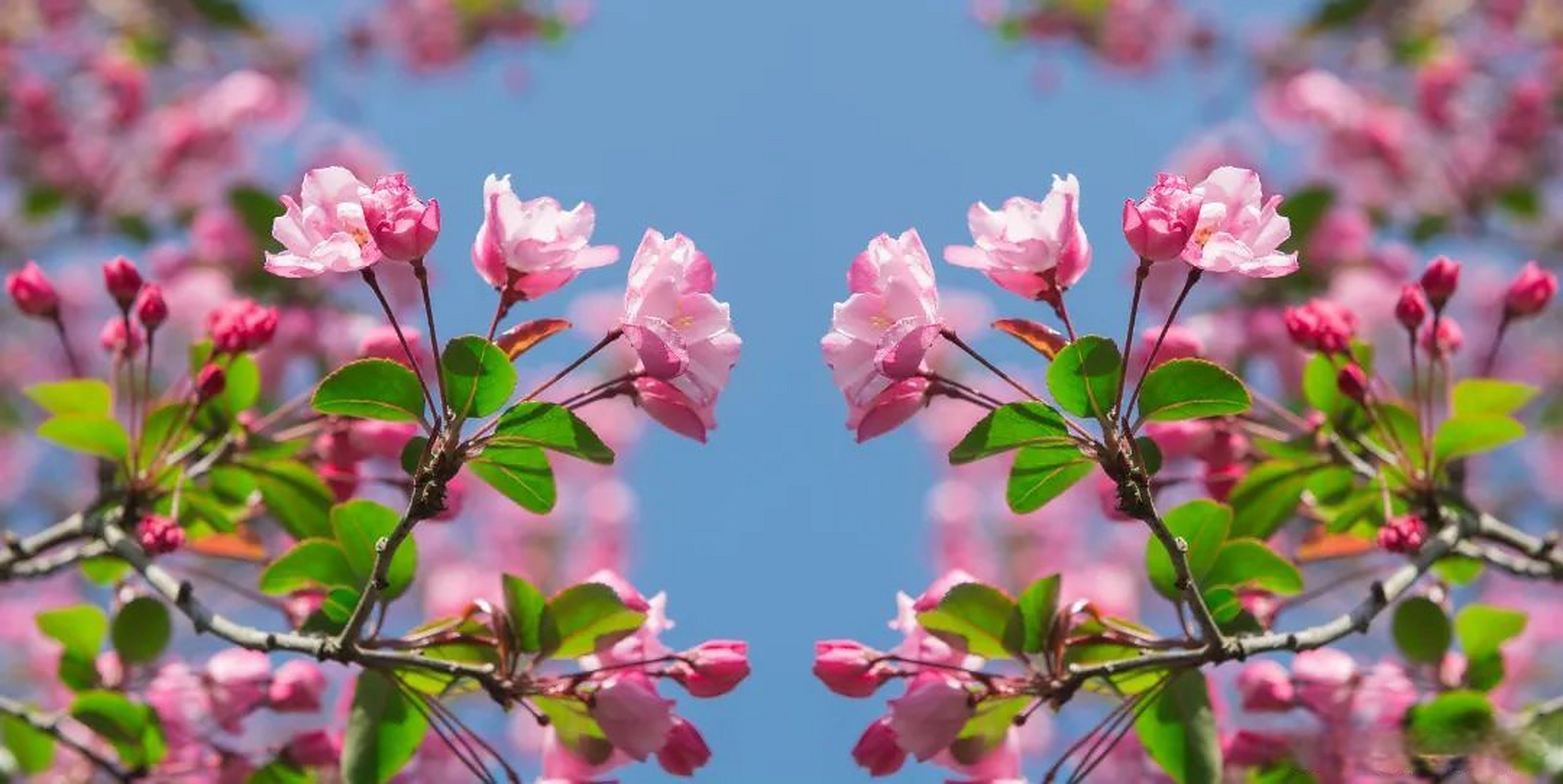 仲春时节,腾冲春意盎然,景致美丽.