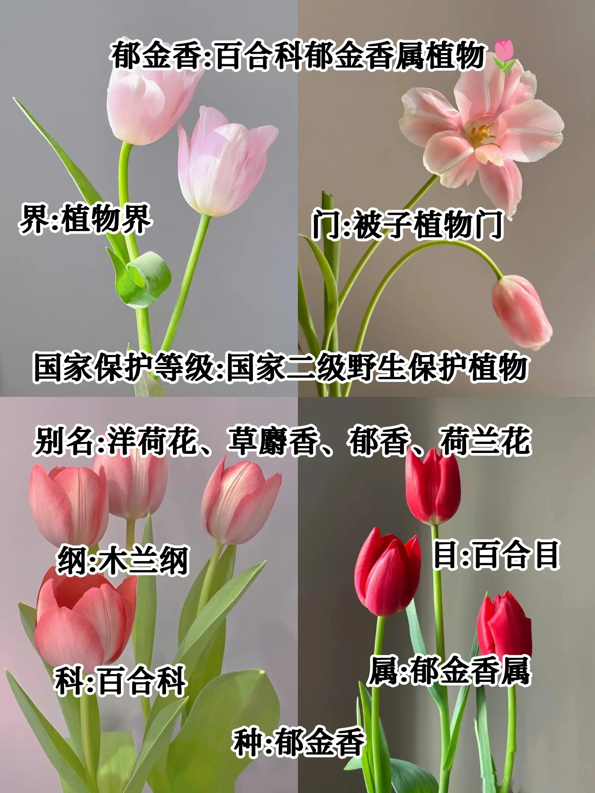 重瓣郁金香的花语图片