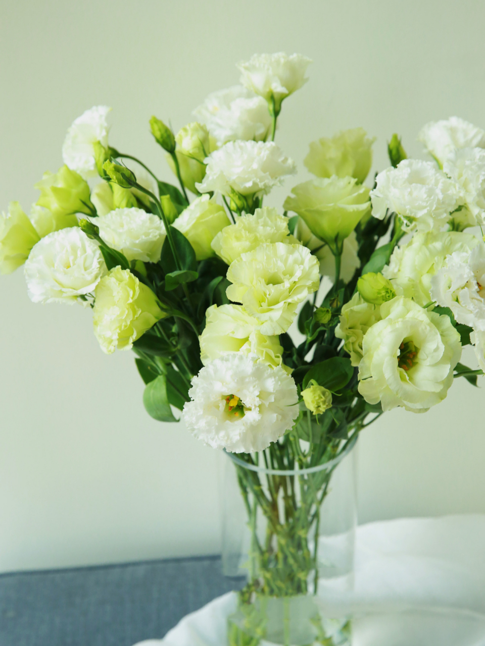 清新夏日搭配 98名称:洋桔梗 植物分类:龙胆科  洋桔梗属 原产地:北