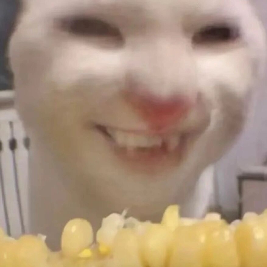 吃玉米的猫猫表情包