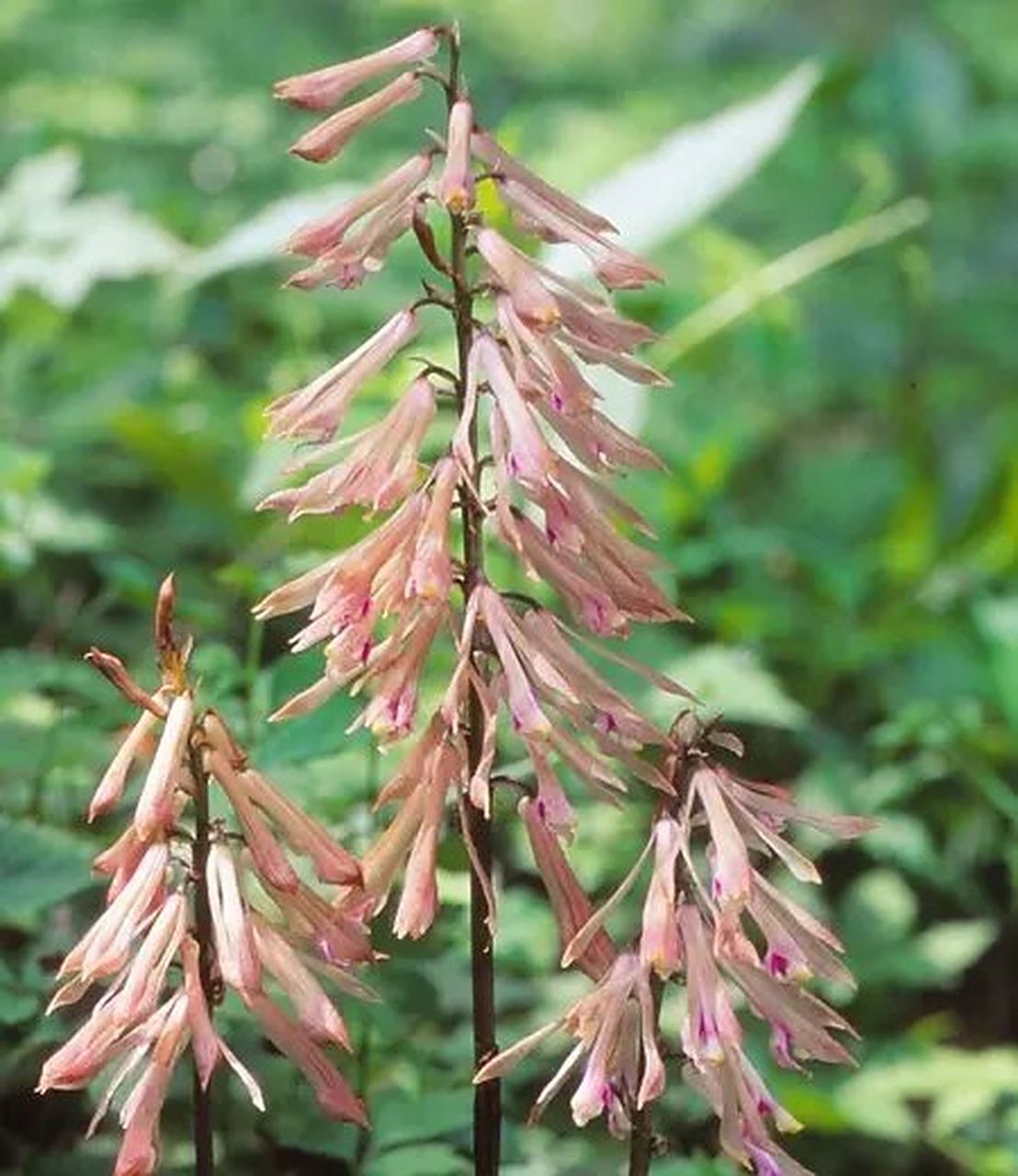 杜鹃兰│兰科│每日识花│第202天 杜鹃兰(兰科杜鹃兰属) 杜鹃兰是兰