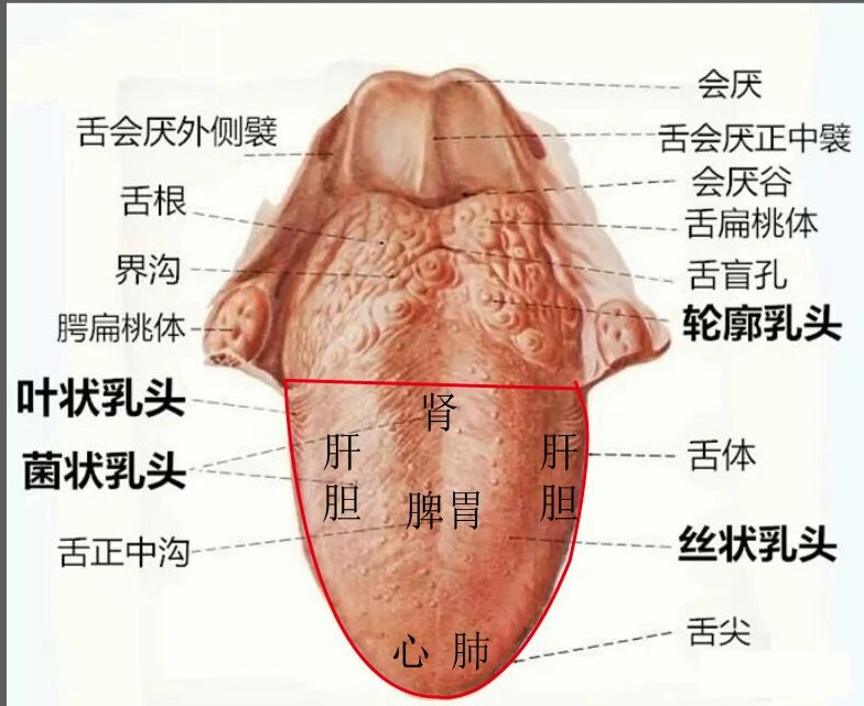 舌头构造真实示意图图片