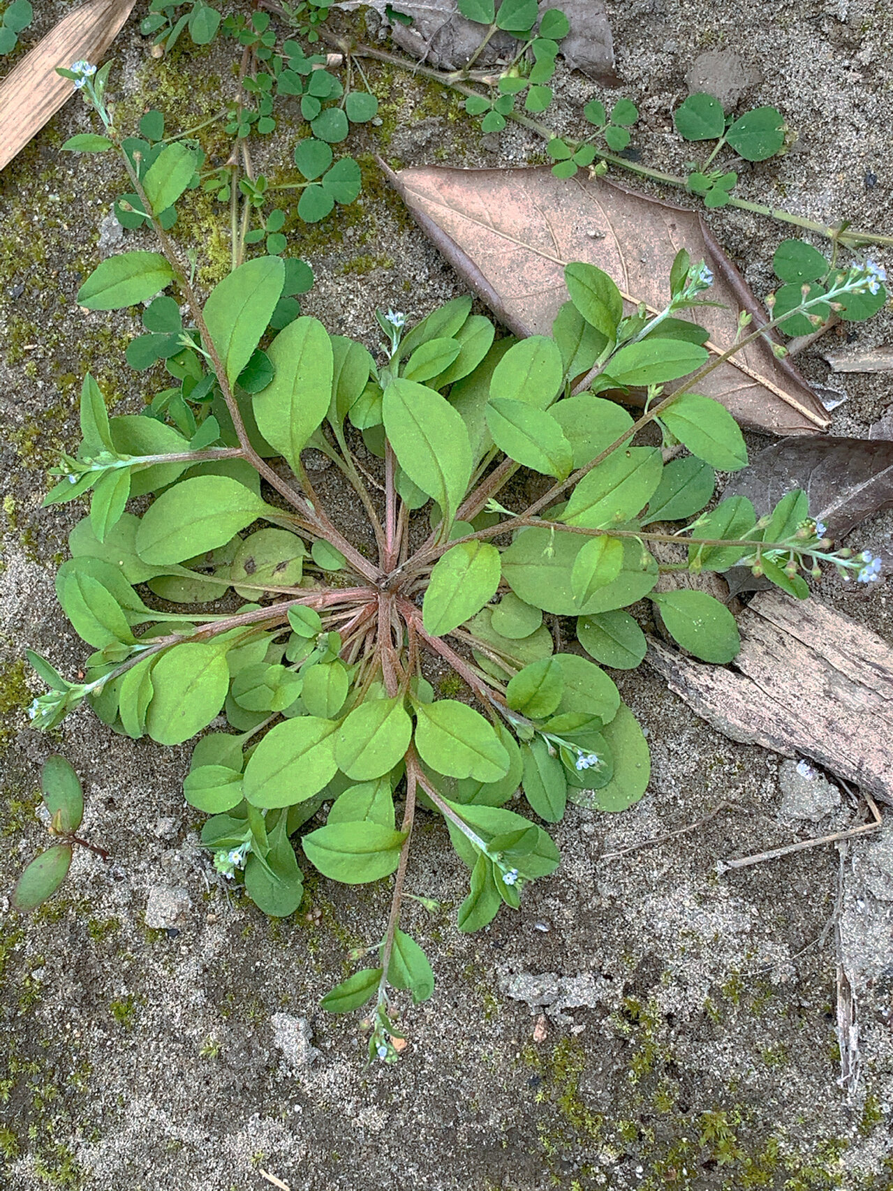 附地菜 幼苗可食.可凉拌,炒食或掺面蒸食. 全草入药.
