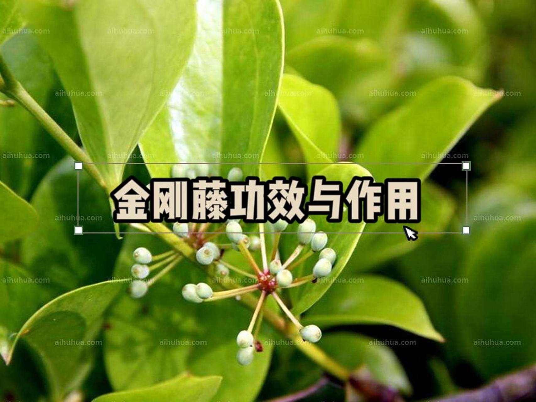 金刚藤 禁忌图片