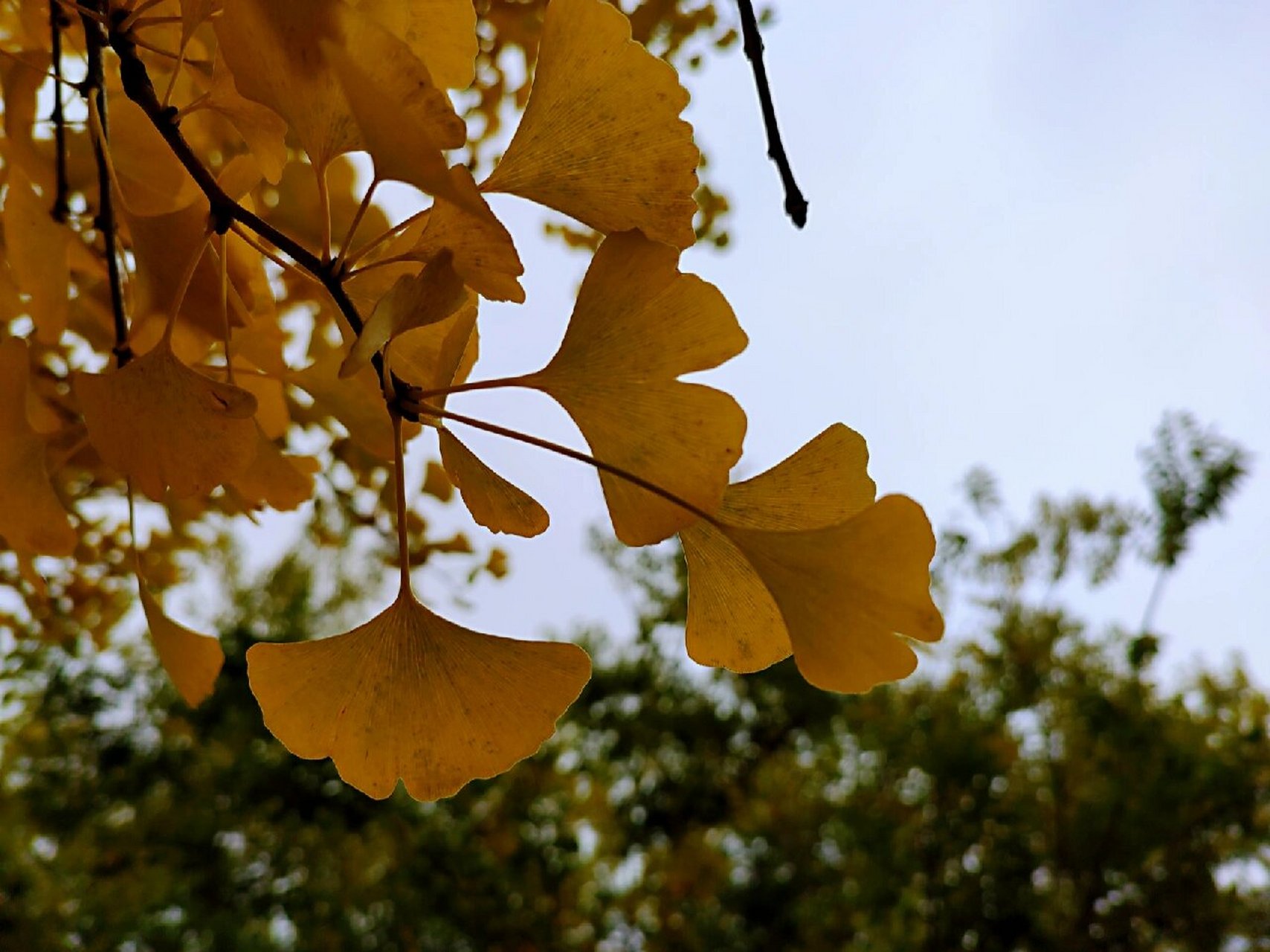 长春赏银杏: 裕华园 长春也可以看到银杏树啦 	 裕华园(原名: 御花园)