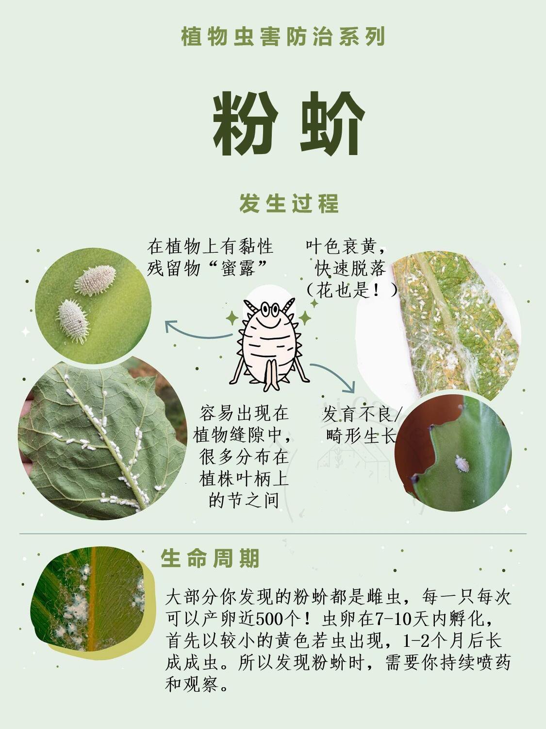 小东西还挺别致:介壳虫终结计划 这些软体介壳虫的