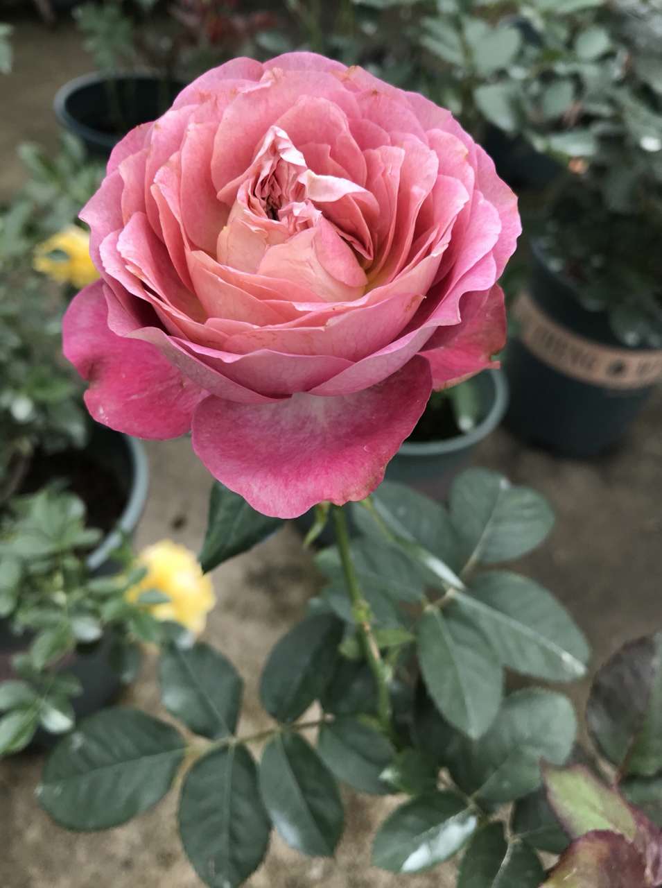 我的月季系列—法尔索 花瓣质感很好,灰紫带浅棕红的一款复古感很强的