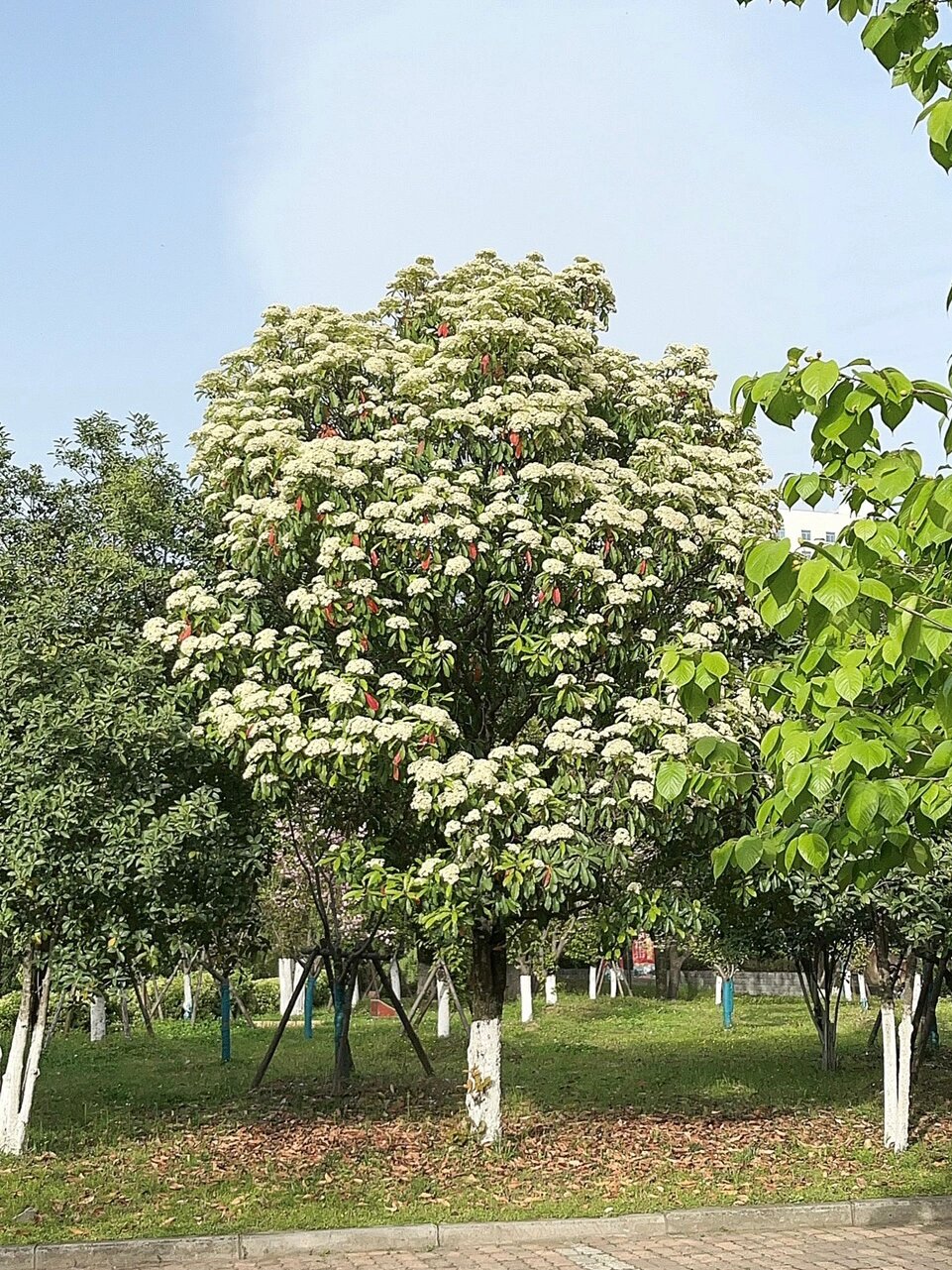 石楠花花语:"yue "
