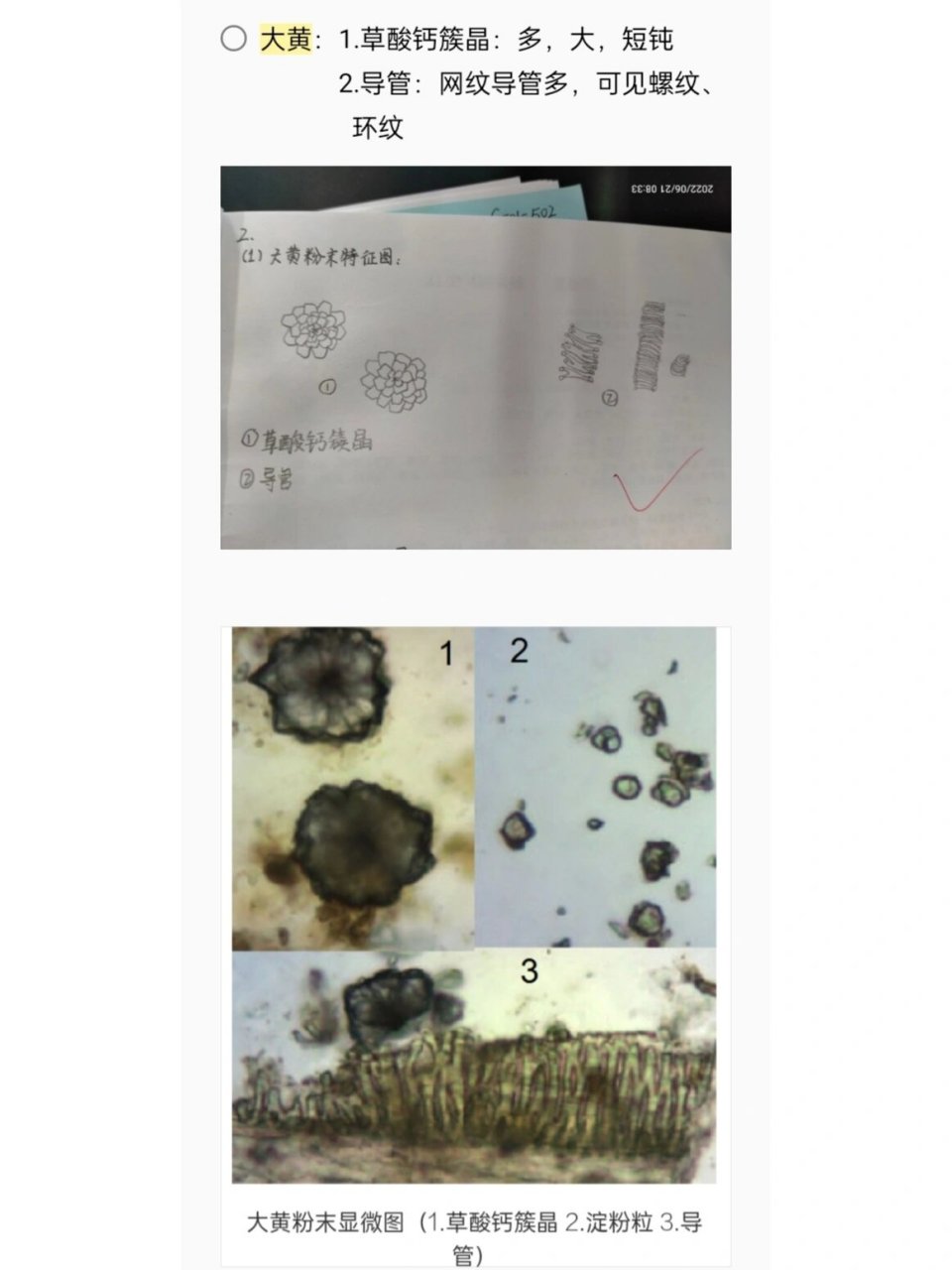 学科笔记|中药粉末显微特征鉴别 1⃣麻黄:1