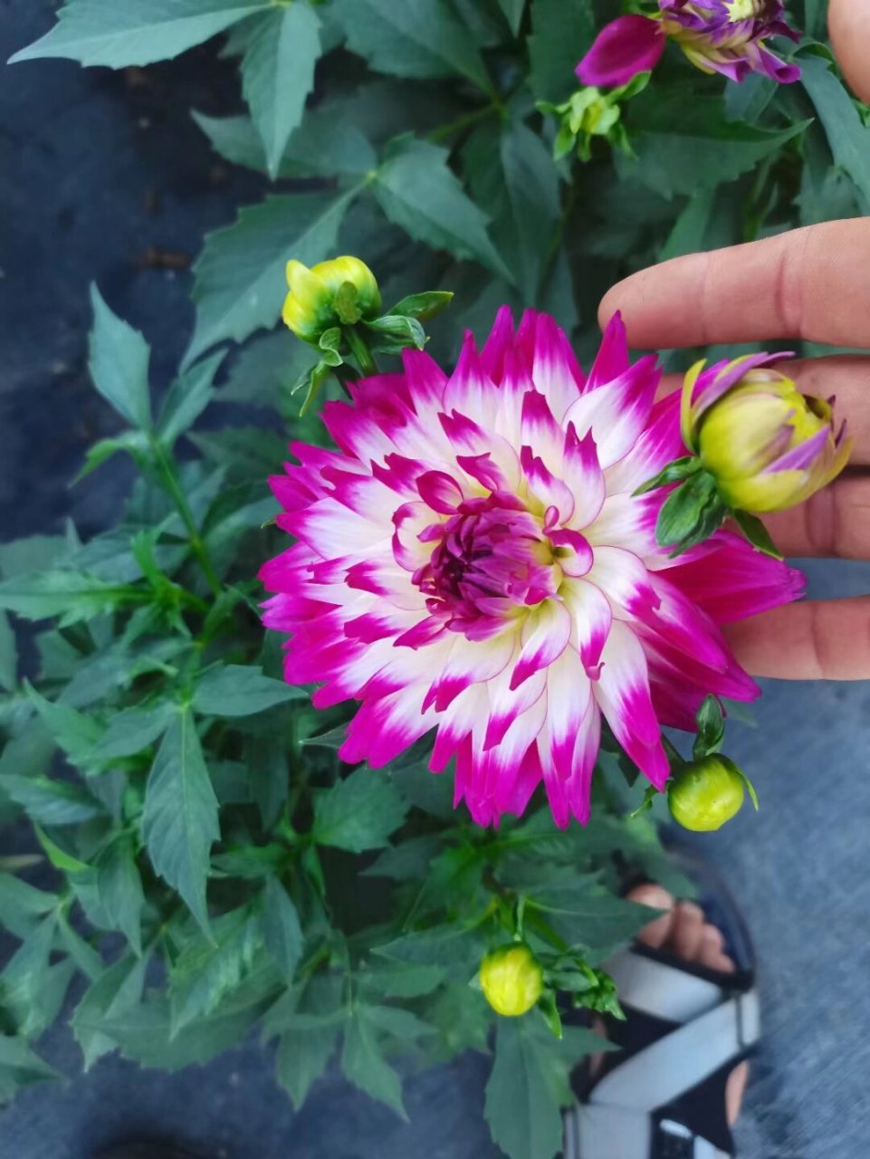 大丽花 一直不知道大丽花是什么花94,买回来一看才知道,这不就是