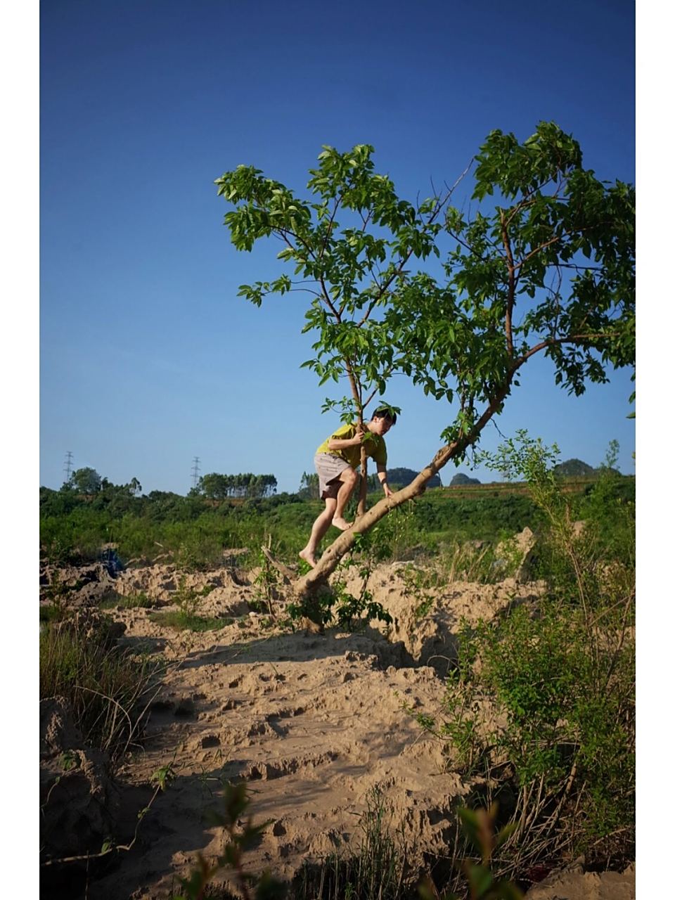 爬树的技巧是什么? 1,首先向上爬.