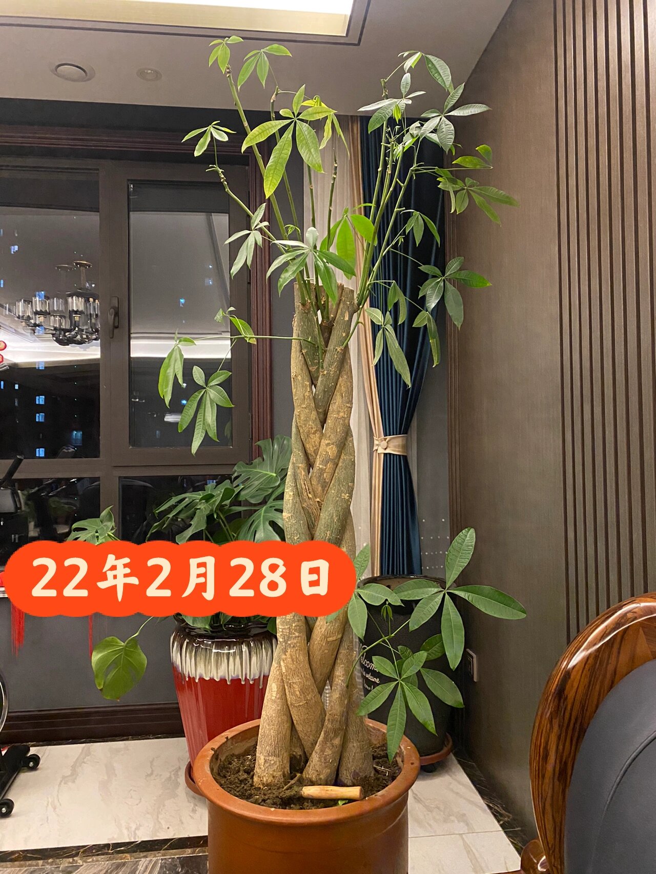发财树这两个月不知道经历了什么疯狂黄叶掉叶叶子上还会有粘液