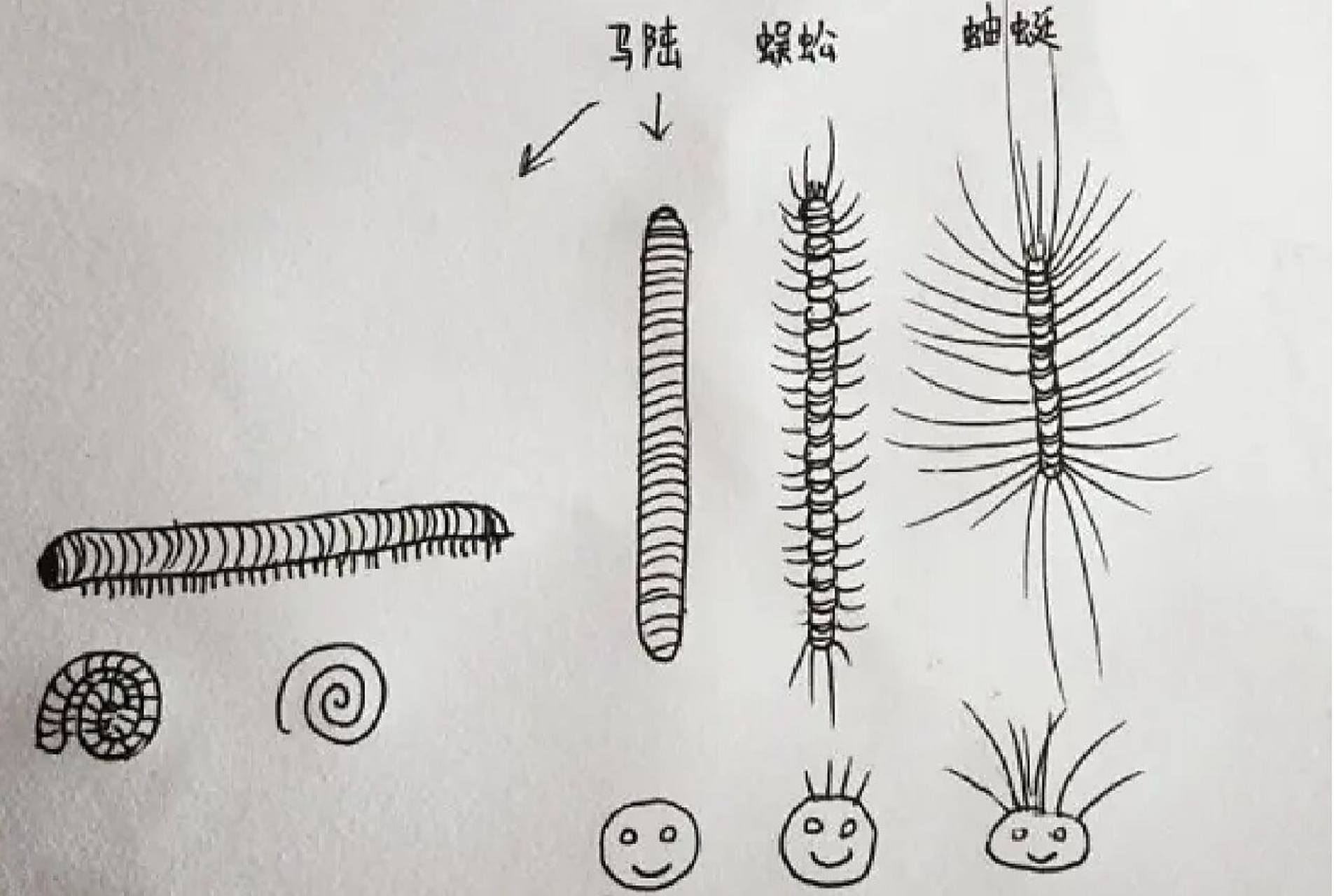 千足虫怎么消灭干净好 千足虫也叫马陆虫,它们是多足动物,有很多足
