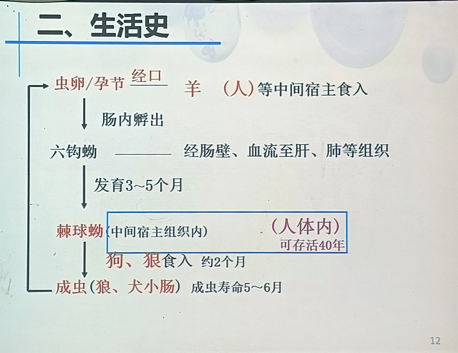 细粒棘球绦虫生活史图片