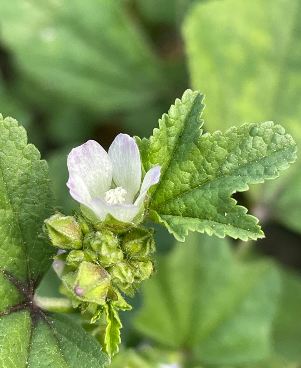 开花的冬葵 又名野葵,种植的农作物,今天拍摄