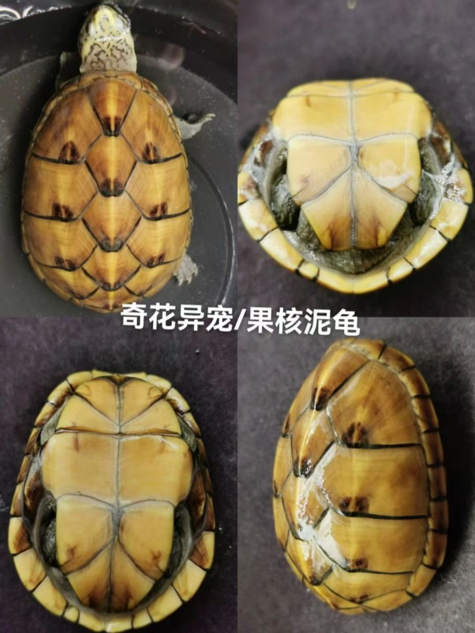 果核龟简介 学名: kinosternon baurii ,分布在美国佛罗里达州东南部
