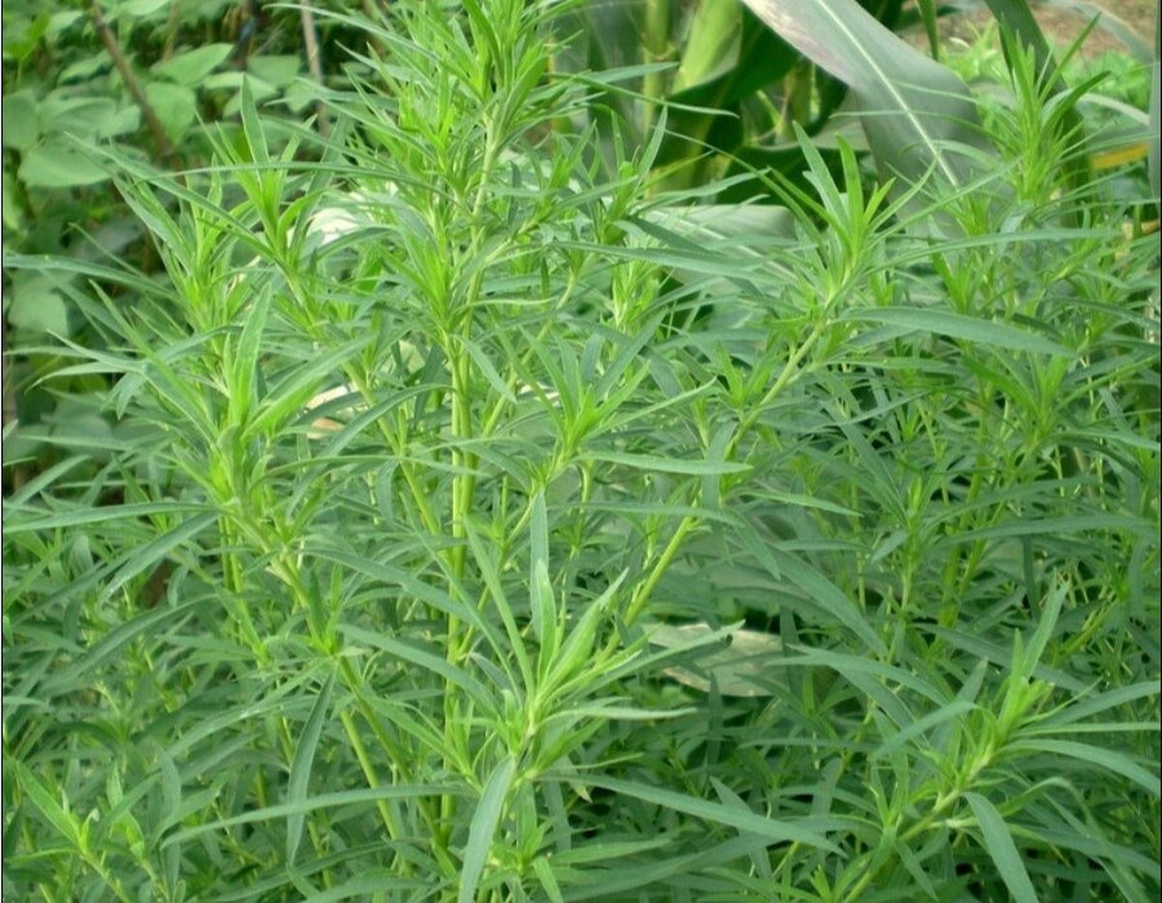 中国野菜图谱,每天介绍三种野菜之地肤 地	肤 别名:扫帚菜 学名