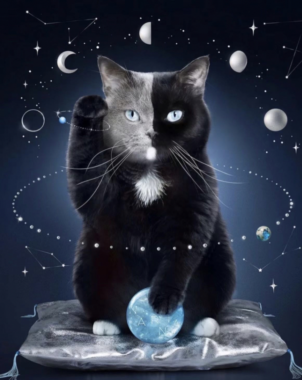 恭喜发财93有趣的招财猫手机壁纸 我家宠物好可爱