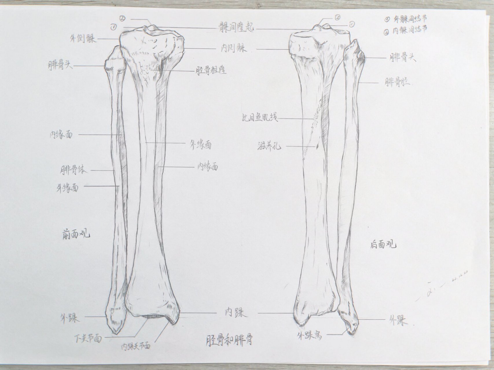 解剖学 骨学手绘 胫骨腓骨桡骨尺骨 11566胫骨,位于小腿内侧,胫骨