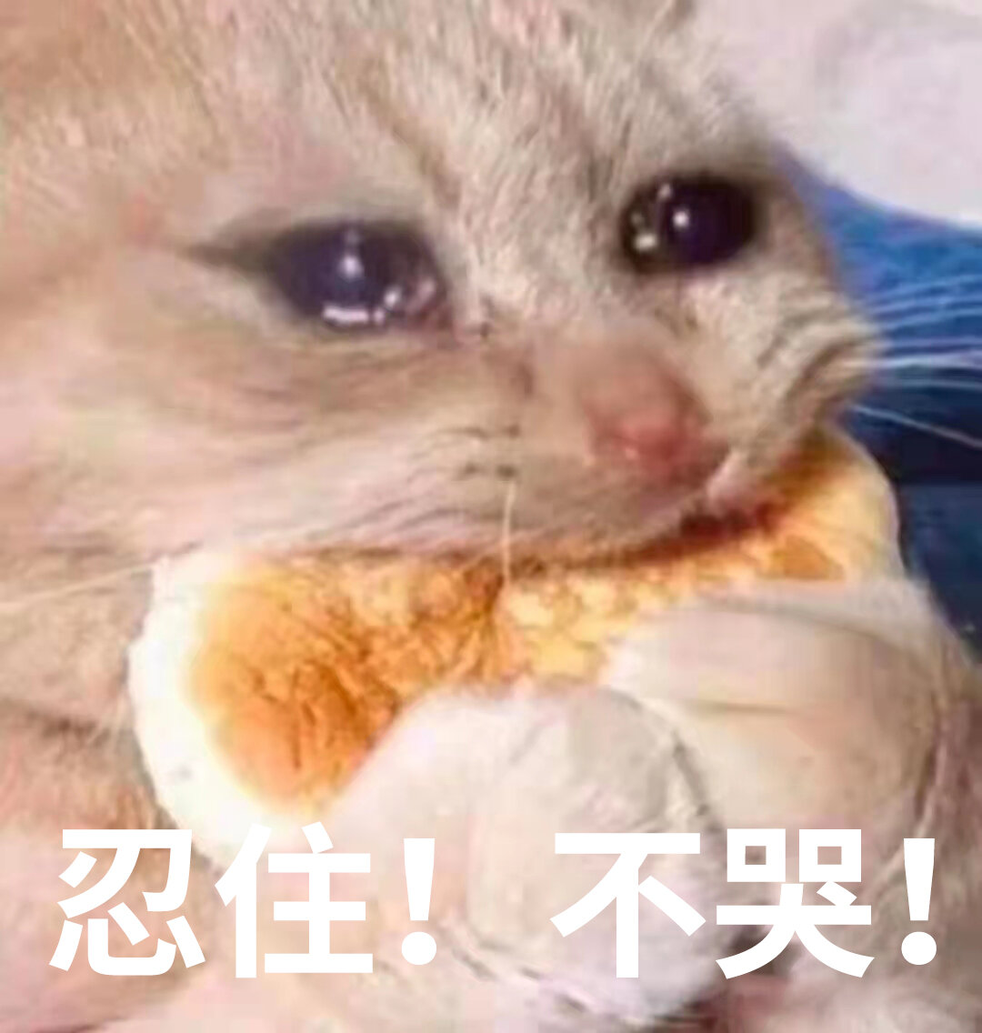 生活艰难,猫咪表情包 ,稳食艰难,可怜巴巴