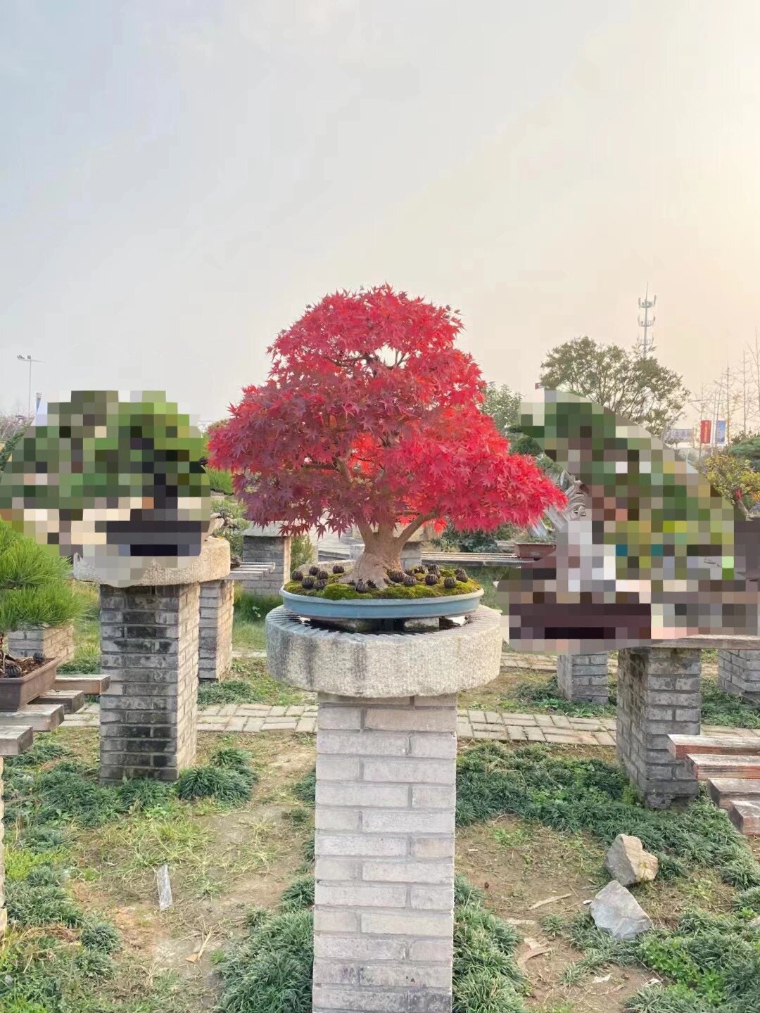 山红叶盆景