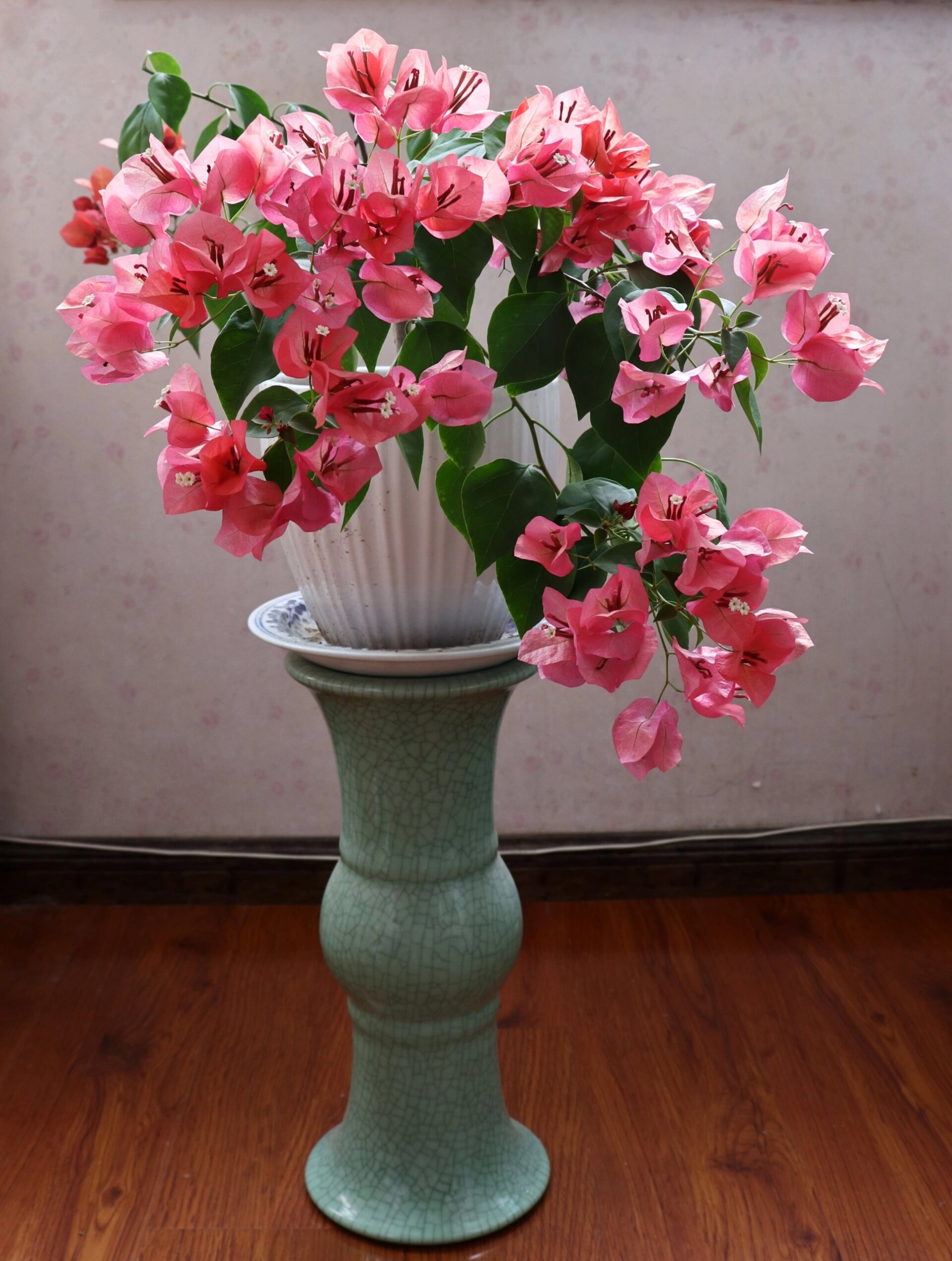 勤花三角梅推荐