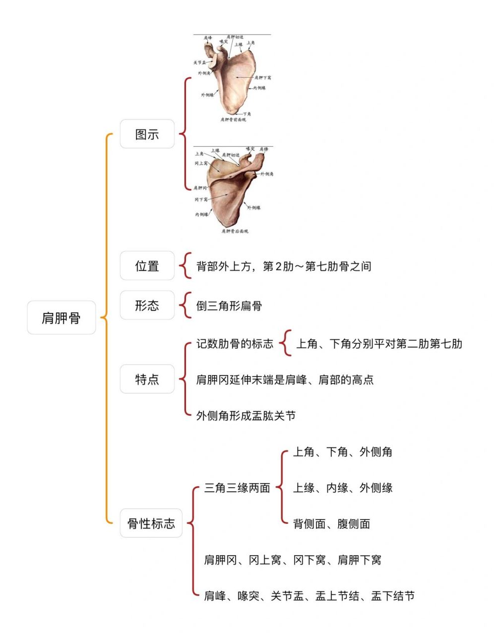 运动解剖骨骼篇【上肢骨思维导图】 如何来记忆上肢骨呢?