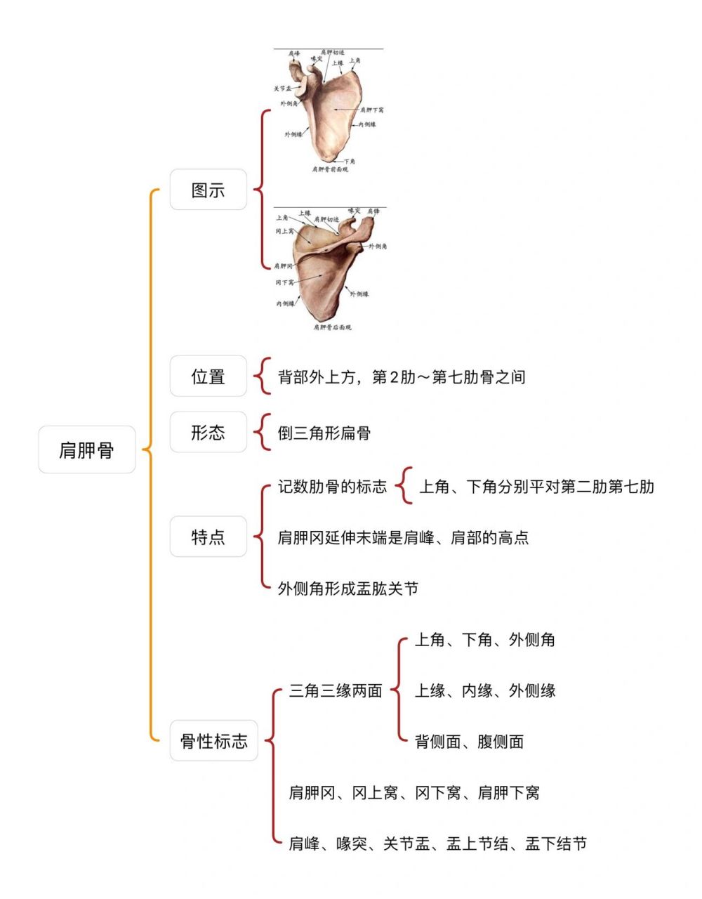 骨学的知识框架图图片